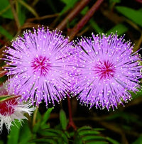 Purple Mimosa Pudica Flower seeds for Planting Cut Flower Favorite Heirloom & GMO Free Seeds for Home Garden 
 
 Sale