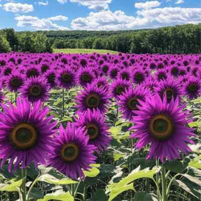 Violet Sunflower Flower Seeds for Planting Garden Favorite Heirloom & GMO Free Seeds for Home Garden
 
 Sale