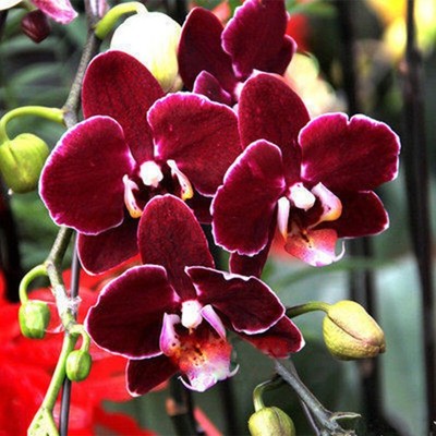 Maroon Phalaenopsis Orchid Flower Seeds for Planting Premium Quality Heirloom & GMO Free Seeds for Home Garden  Sale