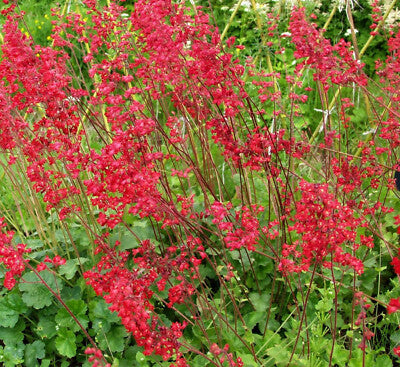 Pink Heuchera Seeds for Planting - Stunning Garden Perennials