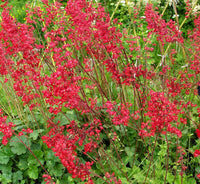 Pink Heuchera Seeds for Planting - Stunning Garden Perennials