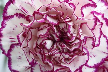 White Violet Carnation Flower seeds for Planting Compact Growth Heirloom & GMO Free Seeds for Home Garden