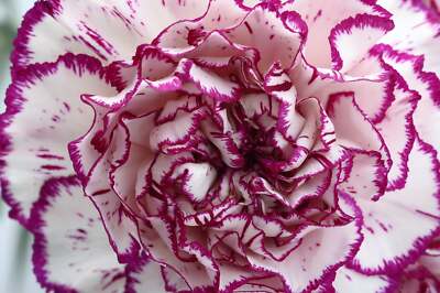 White Violet Carnation Flower seeds for Planting Compact Growth Heirloom & GMO Free Seeds for Home Garden
