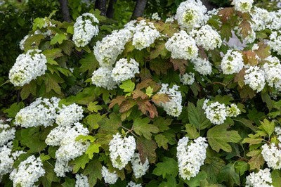 Quercifolia Flower seeds for Planting - Garden Favorite, Heirloom & GMO Free Seeds for Home Garden