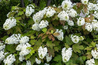 Quercifolia Flower seeds for Planting - Garden Favorite, Heirloom & GMO Free Seeds for Home Garden