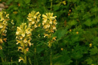 Yellow Pedicularis Lanceolata Flower seeds for Planting - Sun Loving, Heirloom & GMO Free Seeds for Home Garden