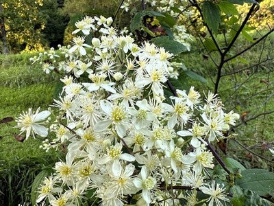 Heirloom Virginsbower Flower seeds for Planting Hardy Variety Heirloom & GMO Free Seeds for Home Garden