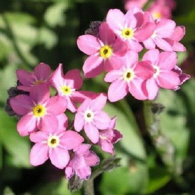 Pink Myosotis Flower Seeds for Planting  Charming Annual Blooms