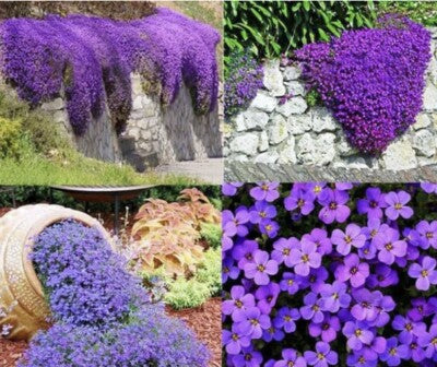 Dark Blue Aubrieta Cultorum Flower Seeds for Planting Hardy Variety Heirloom & GMO Free Seeds for Home Garden
 
 Sale