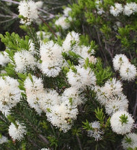 Fresh Alternifolia Flower seeds for Planting - Seasonal Bloomer, Heirloom & GMO Free Seeds for Home Garden