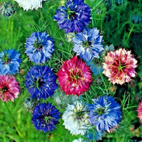 Nigella Persian Flower seeds for Planting - Wildflower Mix, Heirloom & GMO Free Seeds for Home Garden