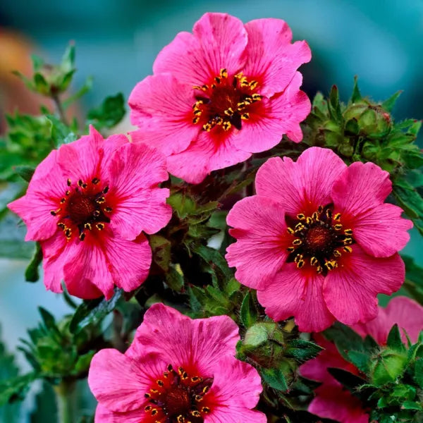 Pink Cinquefoil Flower seeds for Planting - Hardy Variety, Heirloom & GMO Free Seeds for Home Garden