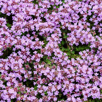 Purple Creeping Thyme Flower seeds for Planting Seasonal Bloomer Heirloom & GMO Free Seeds for Home Garden 
 
 Sale