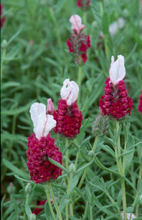 Red Lavender Flower seeds for Planting - Cut Flower Favorite, Heirloom & GMO Free Seeds for Home Garden
