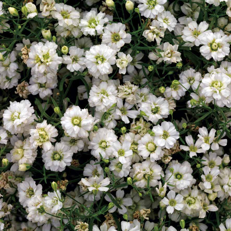 Gypsophila Gypsy Compact White Flower Seeds for Planting flower bed