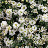 Gypsophila Gypsy Compact White Flower Seeds for Planting flower bed
