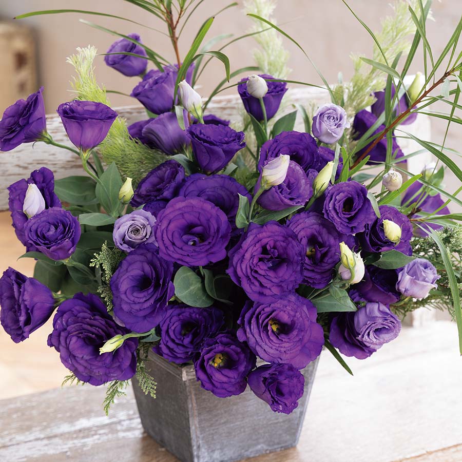 Violet Lisianthus Flower seeds for Planting - Sun Loving, Heirloom & GMO Free Seeds for Home Garden