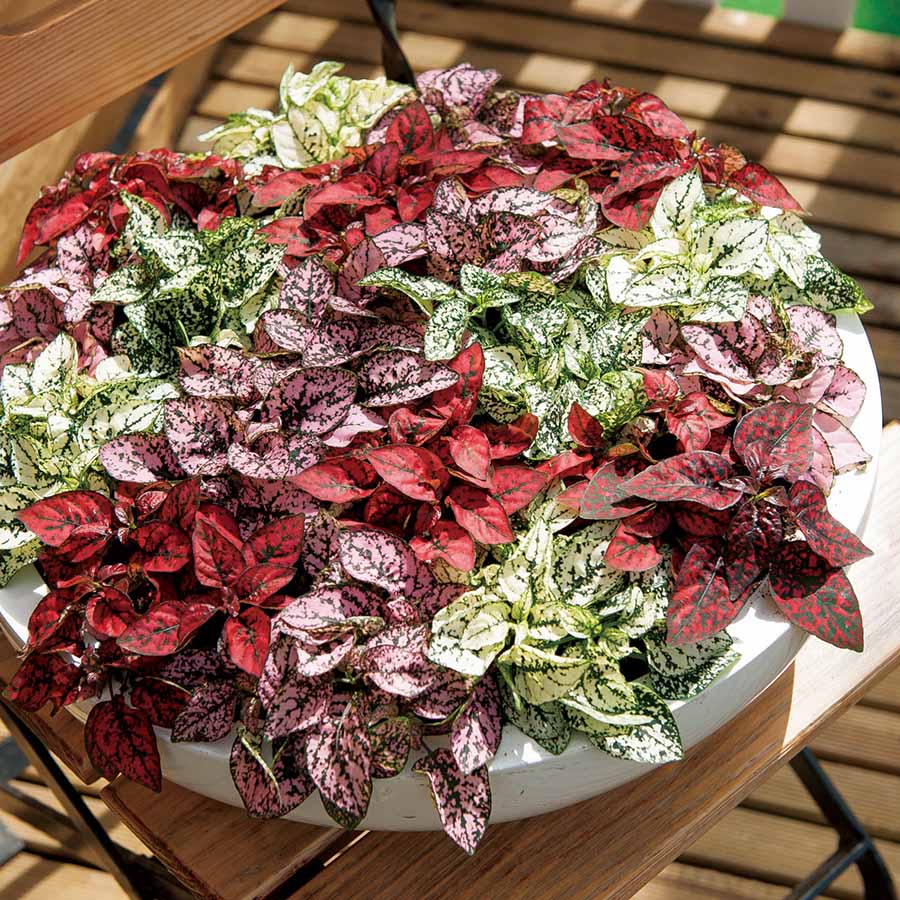 Hypoestes Flower seeds for Planting - Long Bloom Season, Heirloom & GMO Free Seeds for Home Garden