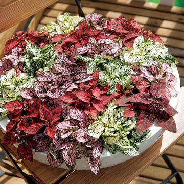 Hypoestes Flower seeds for Planting - Long Bloom Season, Heirloom & GMO Free Seeds for Home Garden