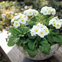 Green White Primula Flower Seeds – Seasonal Bloomer Heirloom & NonGMO for Home Garden
 
 Sale