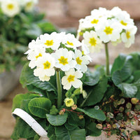 Green White Primula Flower Seeds – Seasonal Bloomer Heirloom & NonGMO for Home Garden
 
 Sale