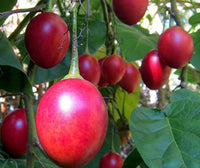 Tamarillo Seeds - Perfect for Planting