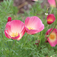 California Purple Gleam Poppy Seeds for Vibrant, Purple Blooms