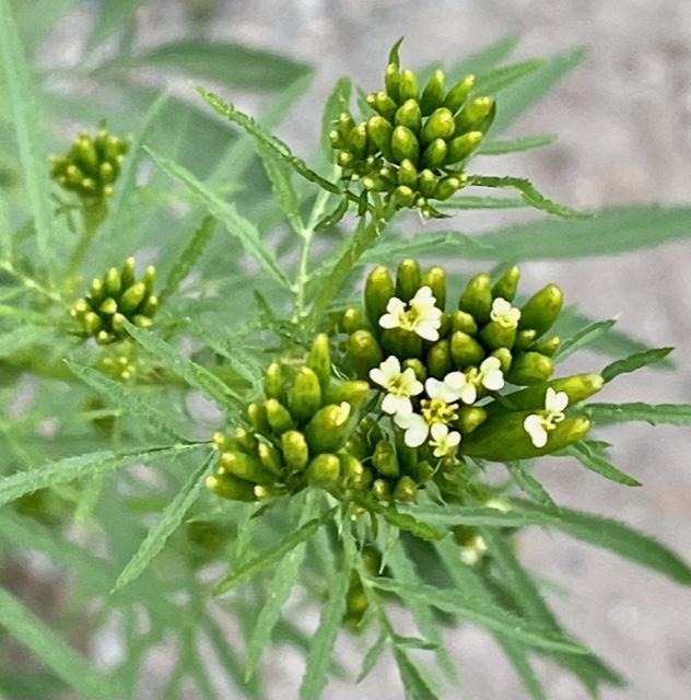 Huacatay Flower seeds for Planting - Compact Growth, Heirloom & GMO Free Seeds for Home Garden