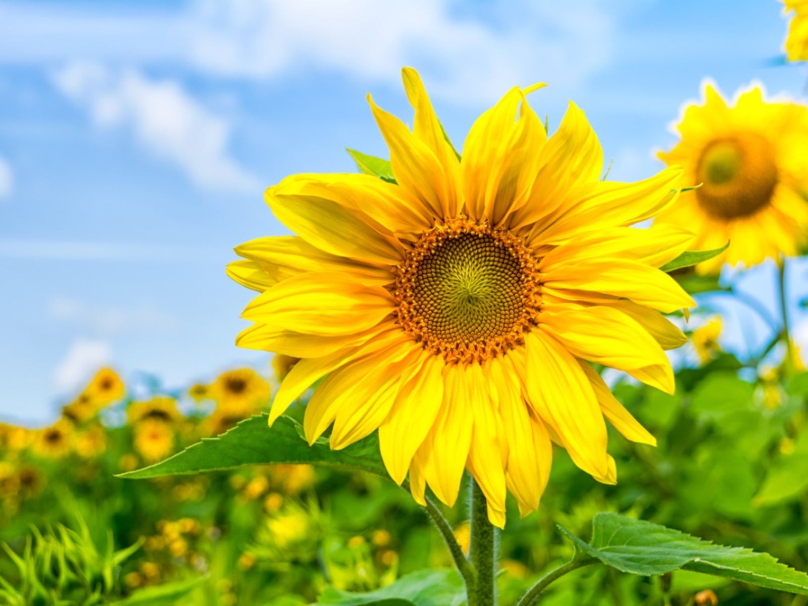 Light Yellow Sunflower Seeds for Planting Premium Quality Heirloom & GMO Free Seeds for Home Garden
 
 Sale