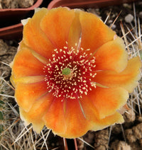 Orange Opuntia Flower seeds for Planting Hardy Variety Heirloom & GMO Free Seeds for Home Garden 
 
 Sale