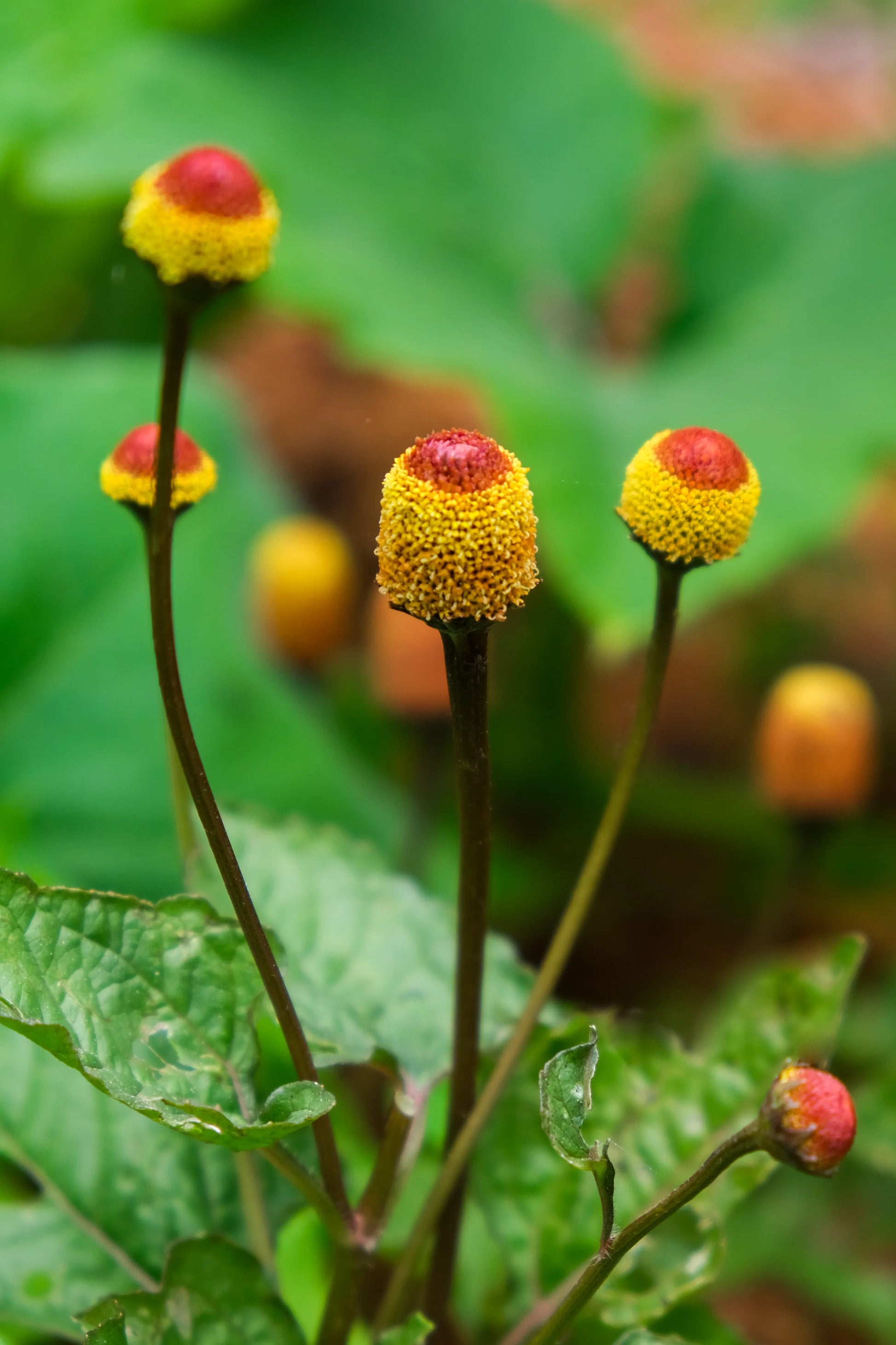 Spilanthes Oleracea Flower seeds for Planting Sun Loving Heirloom & GMO Free Seeds for Home Garden