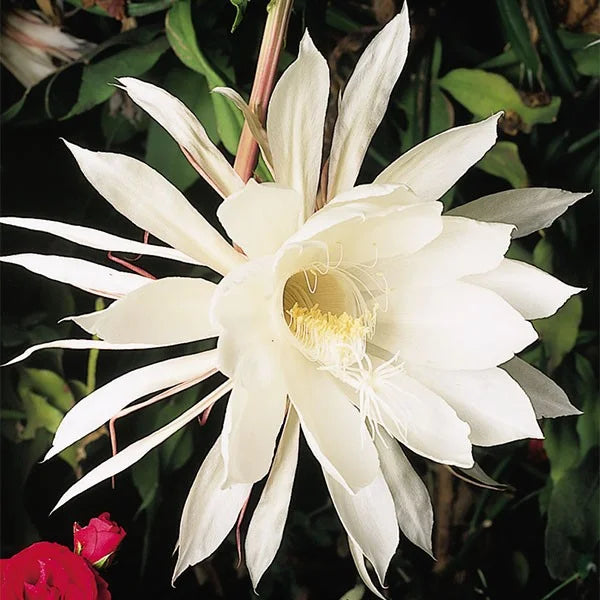 White Epiphyllum Oxypetalum Flower seeds for Planting Cottage Garden Essential Heirloom & GMO Free Seeds for Home Garden 
 
 Sale
