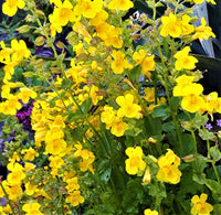 Mimulus Guttatus Flower seeds for Planting Drought Tolerant Heirloom & GMO Free Seeds for Home Garden