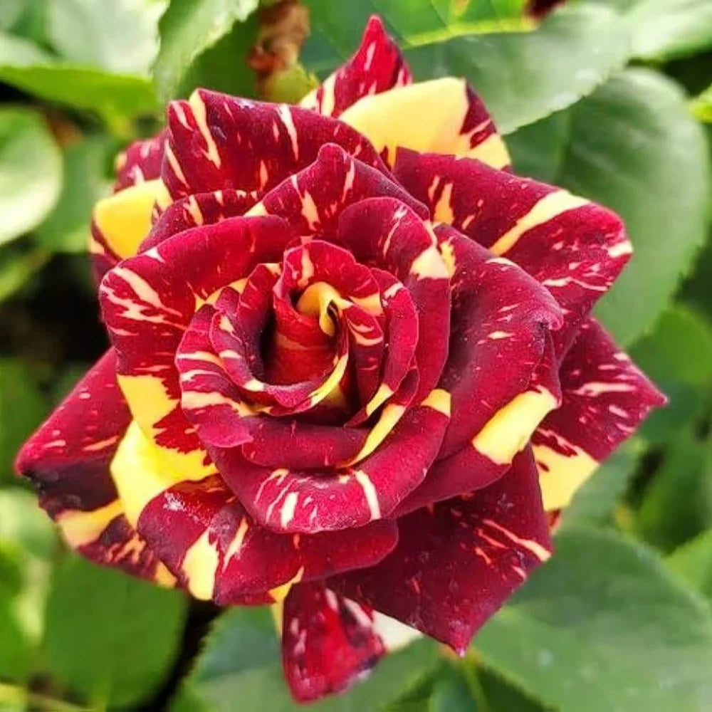 Yellow Maroon Rose Flower seeds for Planting Shade Tolerant Heirloom & GMO Free Seeds for Home Garden