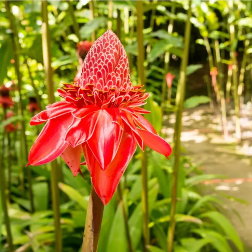 Red Etlingera Flower seeds for Planting - Compact Growth, Heirloom & GMO Free Seeds for Home Garden