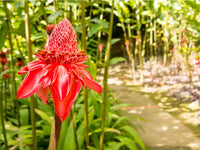 Etlingera Elatior Flower seeds for Planting Long Bloom Season Heirloom & GMO Free Seeds for Home Garden