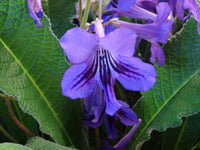 Cape Primrose Flower seeds for Planting Seasonal Bloomer Heirloom & GMO Free Seeds for Home Garden