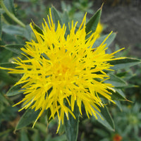 Yellow Safflower Flower seeds for Planting - Sun Loving, Heirloom & GMO Free Seeds for Home Garden