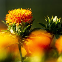 Safflower Flower seeds for Planting Colorful Display Heirloom & GMO Free Seeds for Home Garden