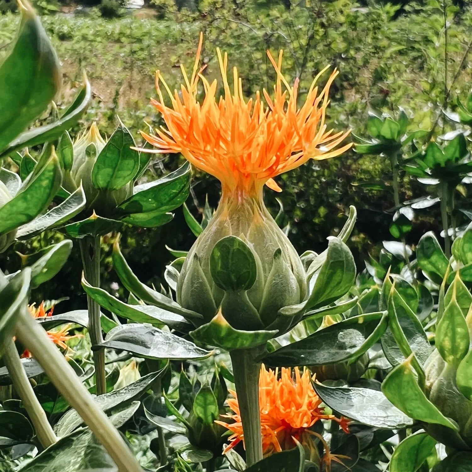Safflower Flower seeds for Planting Hardy Variety Heirloom & GMO Free Seeds for Home Garden