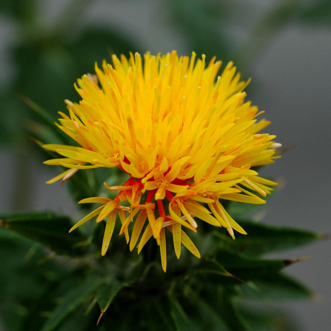 Yellow Safflower Flower seeds for Planting - Sun Loving, Heirloom & GMO Free Seeds for Home Garden