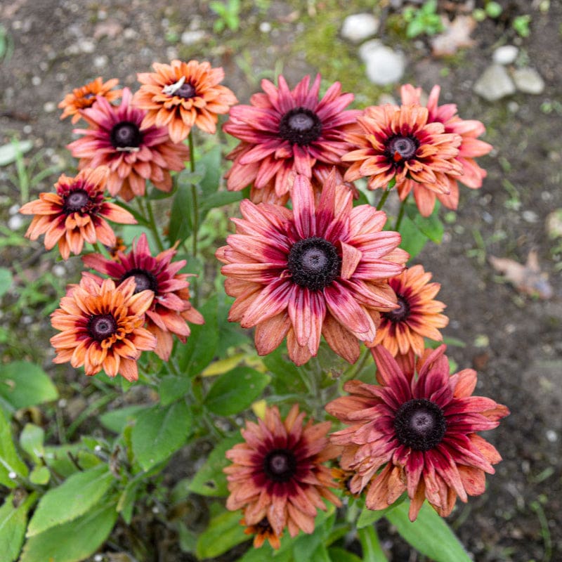Rudbeckia Sahara Flower Seeds for Vibrant Garden Blooms