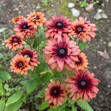 Rudbeckia Sahara Flower Seeds for Vibrant Garden Blooms