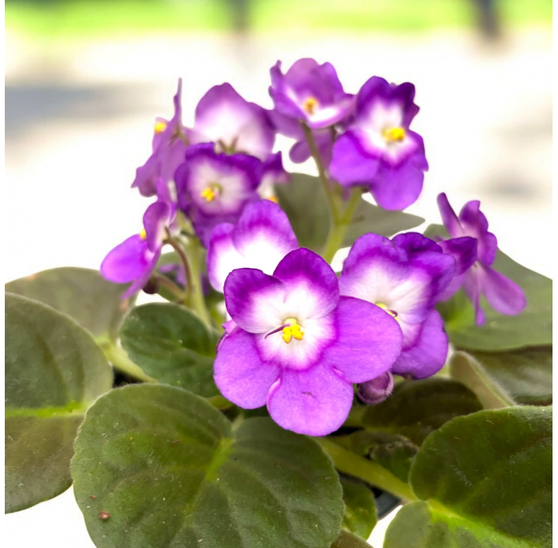 Purple White African Violet Flower seeds for Planting - Colorful Display, Heirloom & GMO Free Seeds for Home Garden