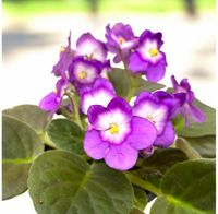 Purple White African Violet Flower seeds for Planting - Colorful Display, Heirloom & GMO Free Seeds for Home Garden