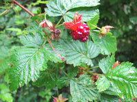 Step-by-Step Guide for Planting Salmonberry Seeds in Your Garden