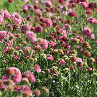 Pink Scabiosa Salmon Flower seeds for Planting Sun Loving Heirloom & GMO Free Seeds for Home Garden
 
 Sale