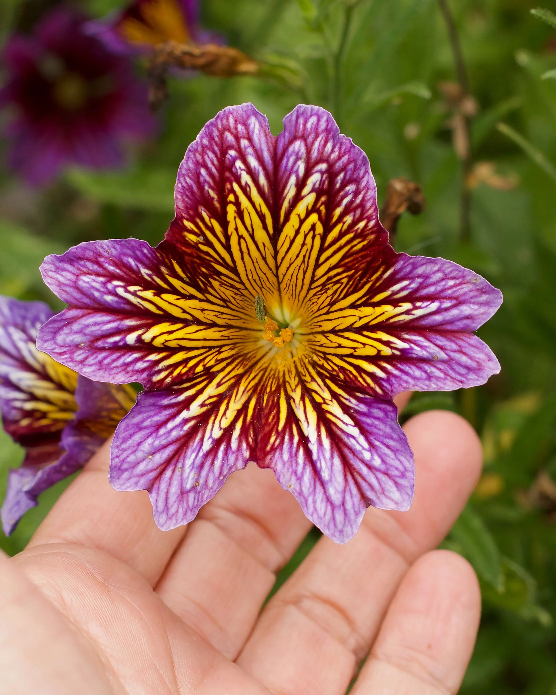 Heirloom Salpiglossis Flower seeds for Planting Fragrant Blossoms Heirloom & GMO Free Seeds for Home Garden