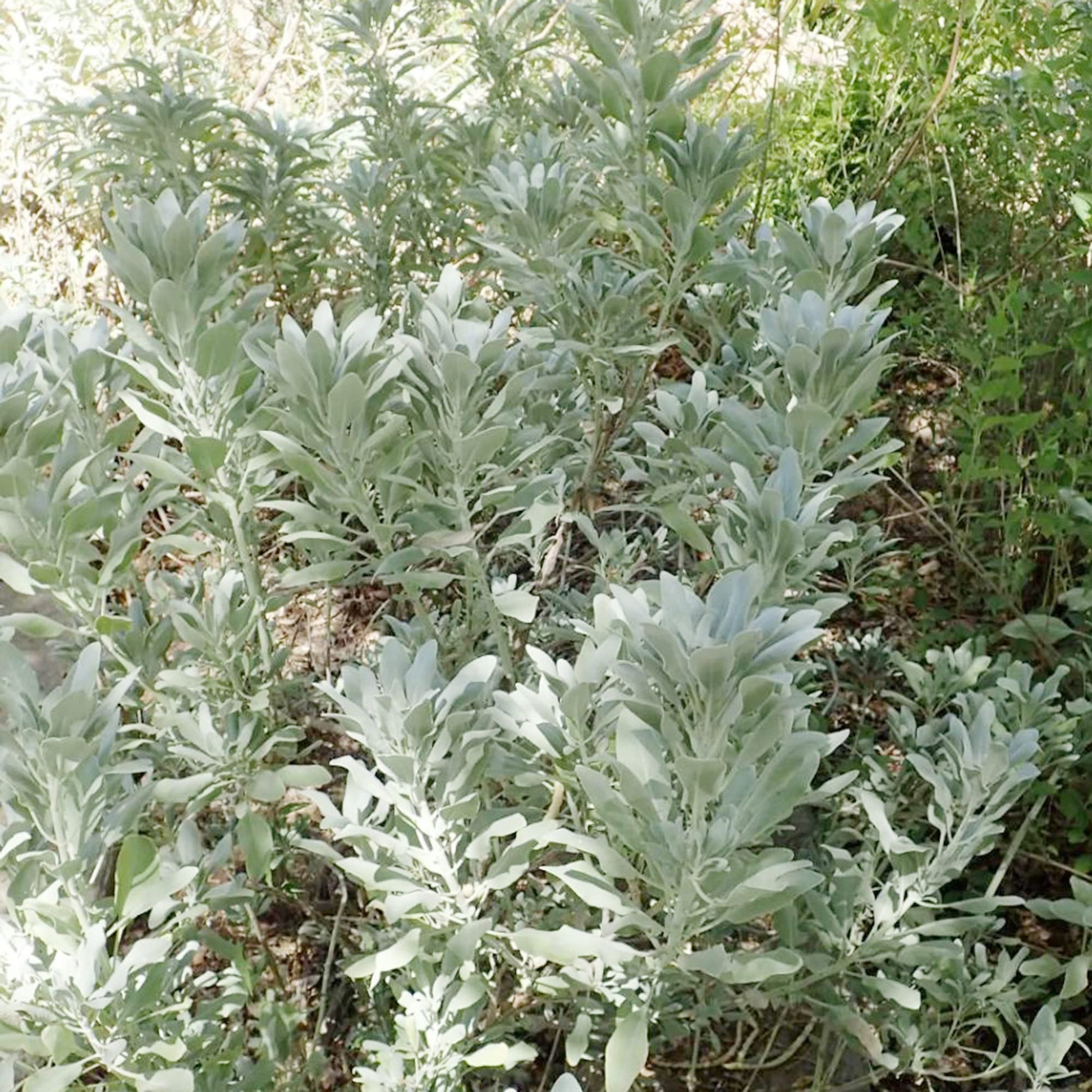 Salvia apiana silver foliage grown from seeds