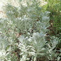 Salvia apiana silver foliage grown from seeds